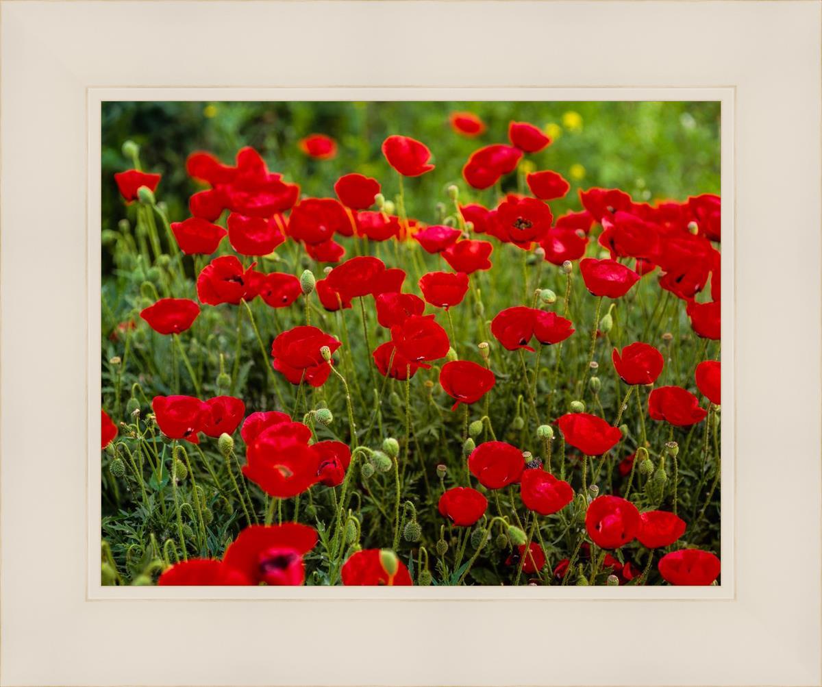 Plate 2 - Poppies in Abundance