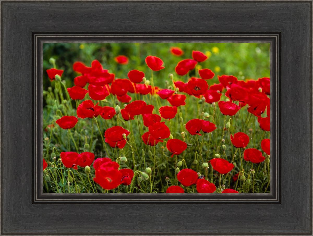 Plate 2 - Poppies in Abundance
