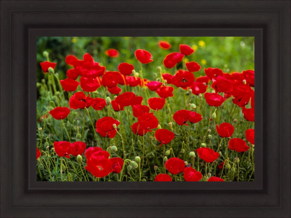 Plate 2 - Poppies in Abundance