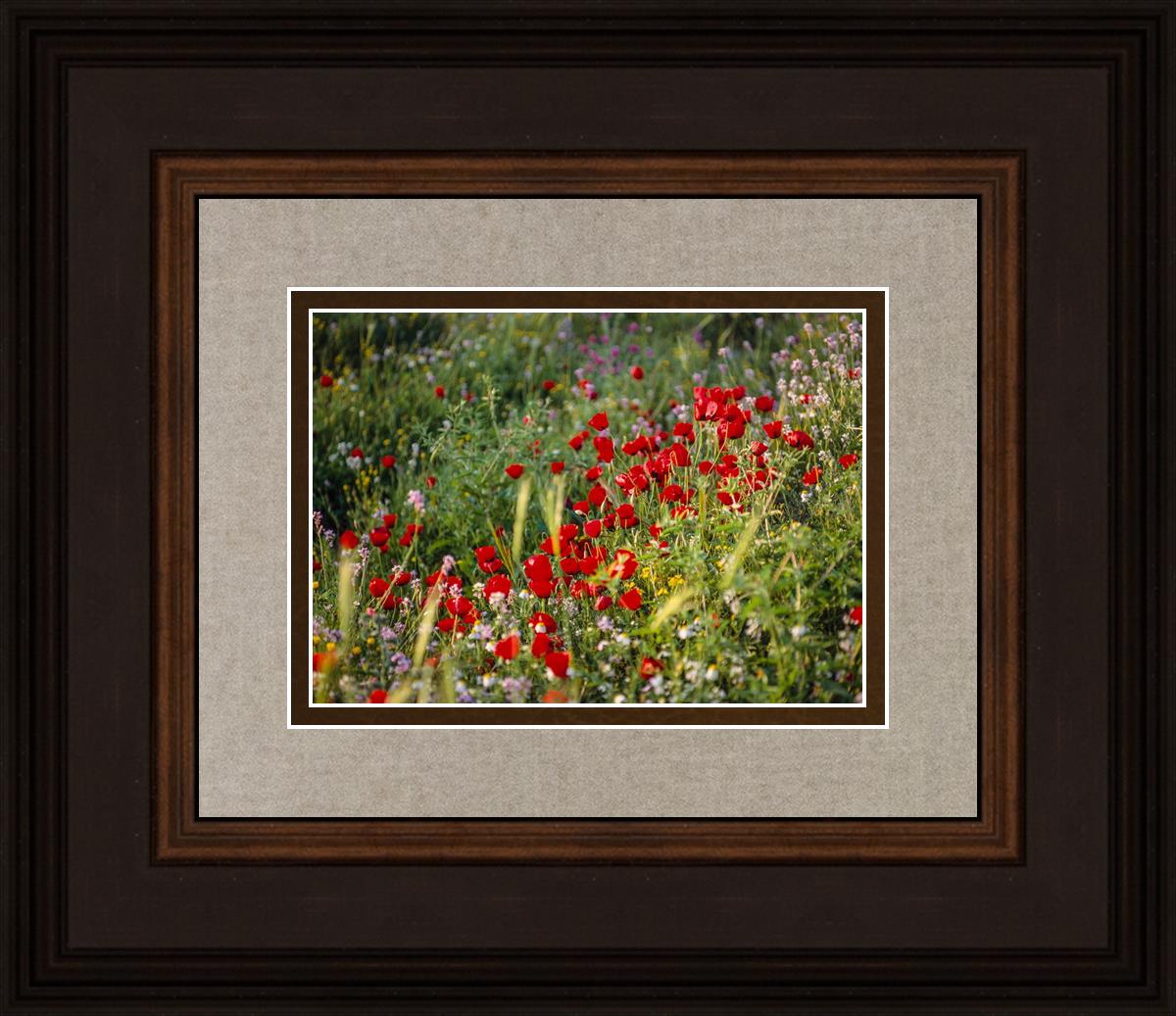 Plate 3 - Poppy Mix Judean Wilderness