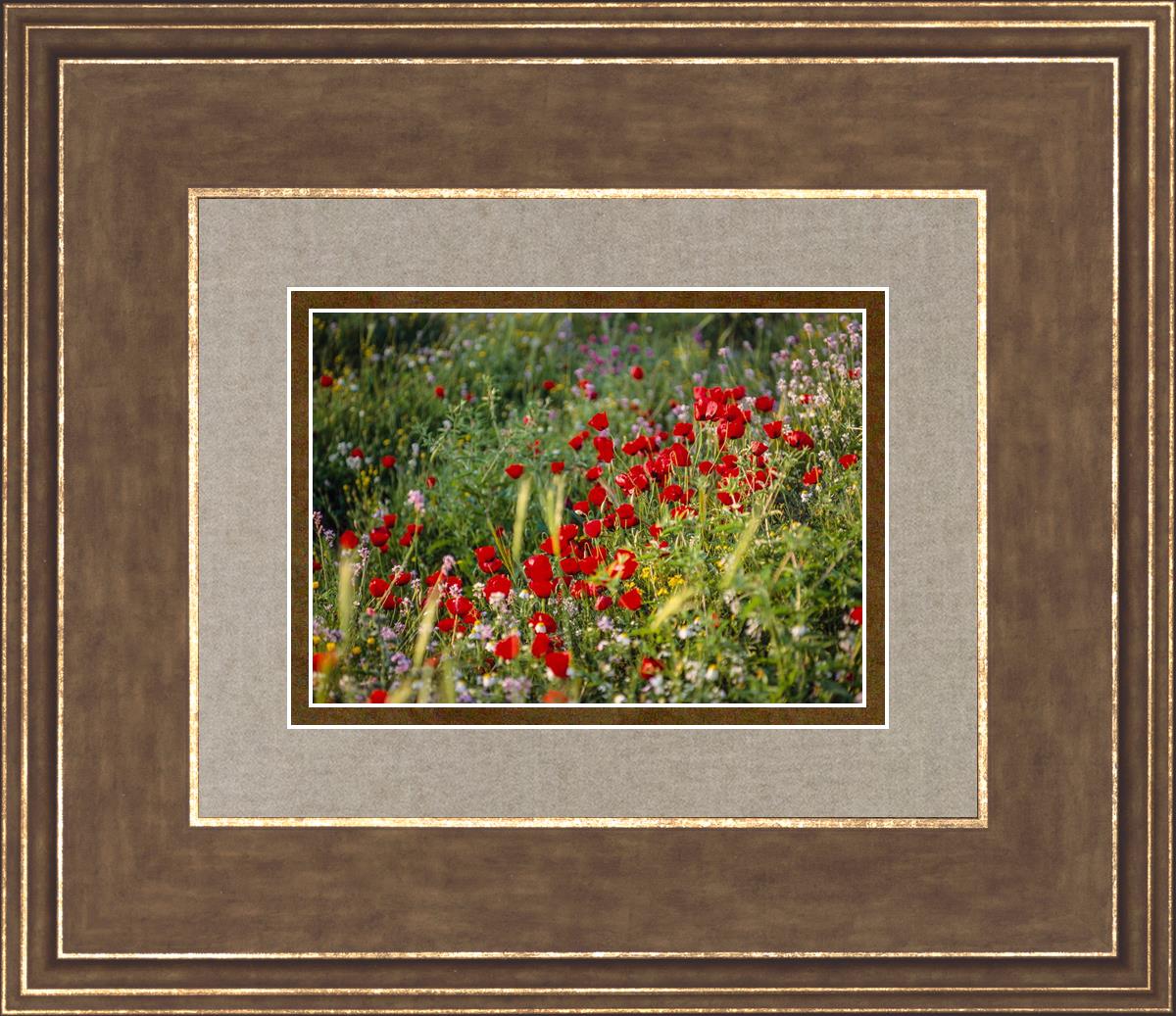 Plate 3 - Poppy Mix Judean Wilderness