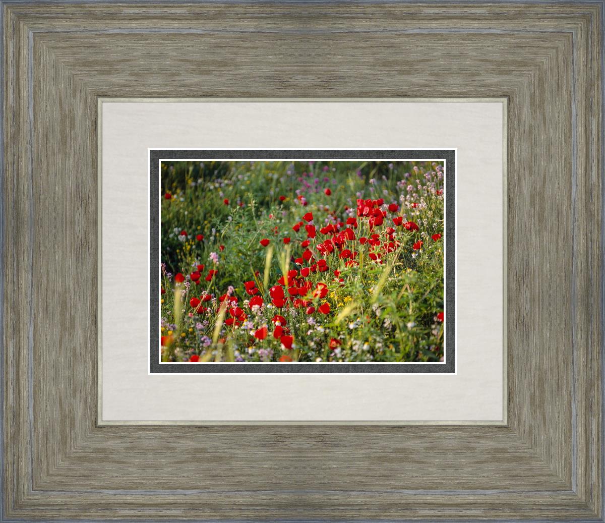 Plate 3 - Poppy Mix Judean Wilderness