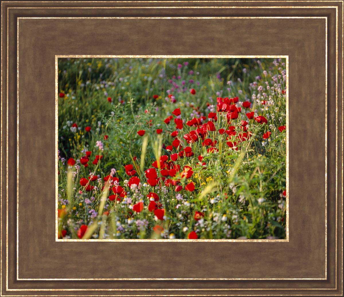 Plate 3 - Poppy Mix Judean Wilderness