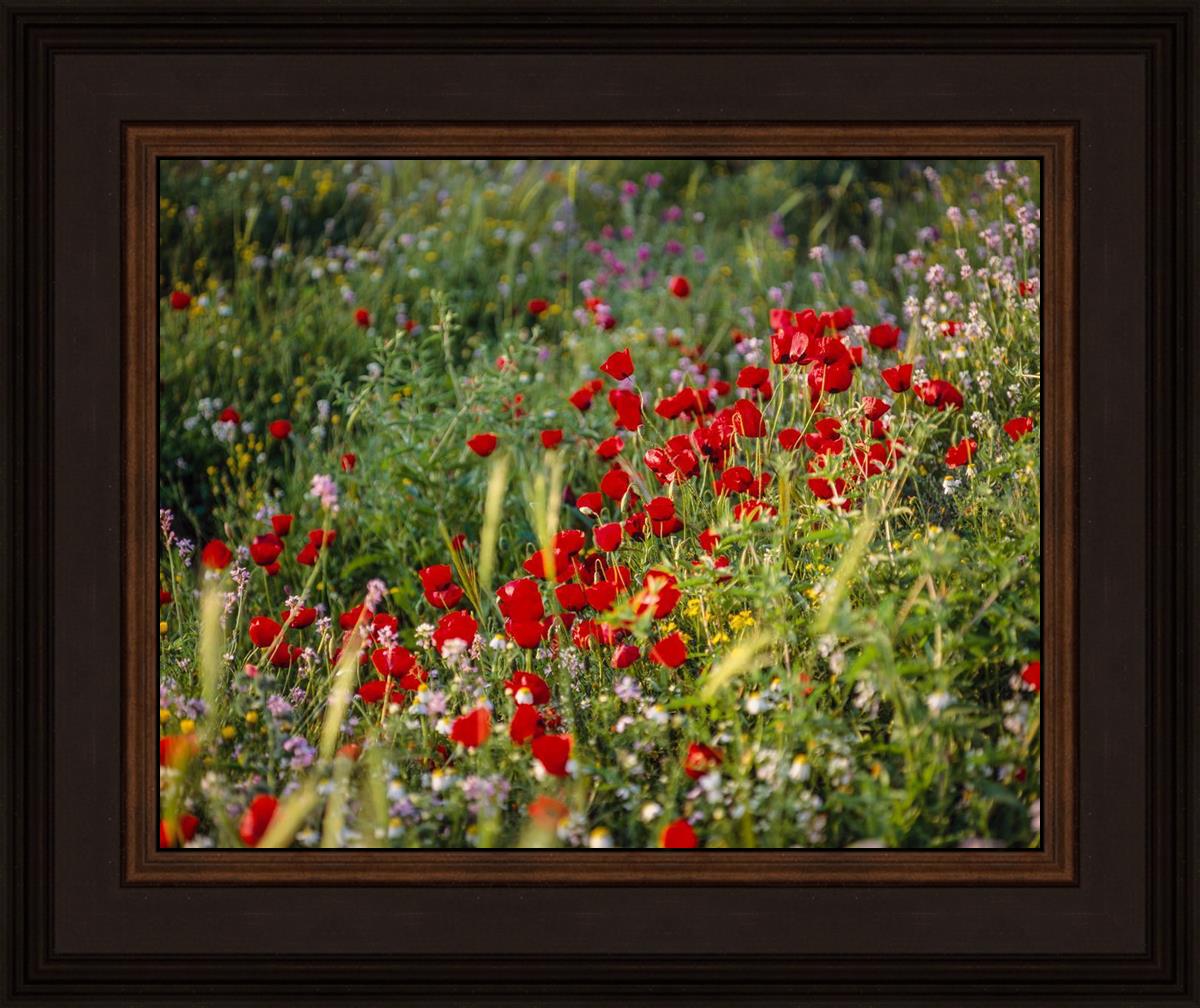 Plate 3 - Poppy Mix Judean Wilderness