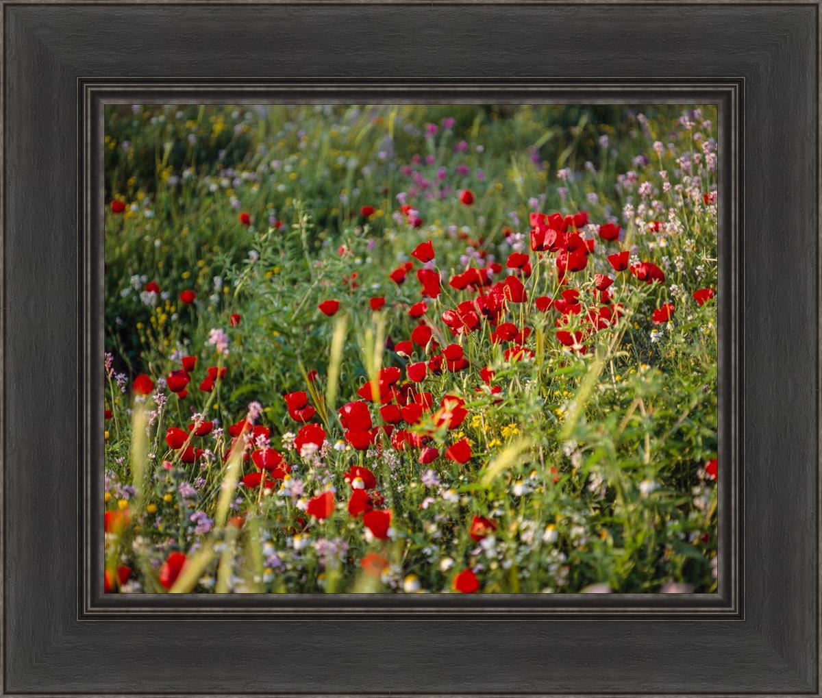 Plate 3 - Poppy Mix Judean Wilderness