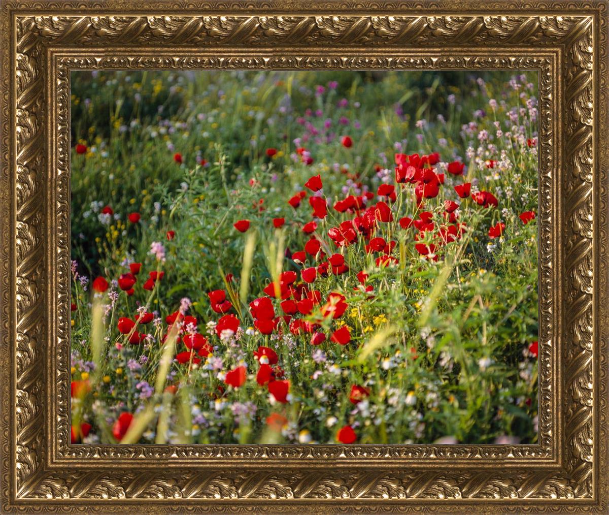 Plate 3 - Poppy Mix Judean Wilderness