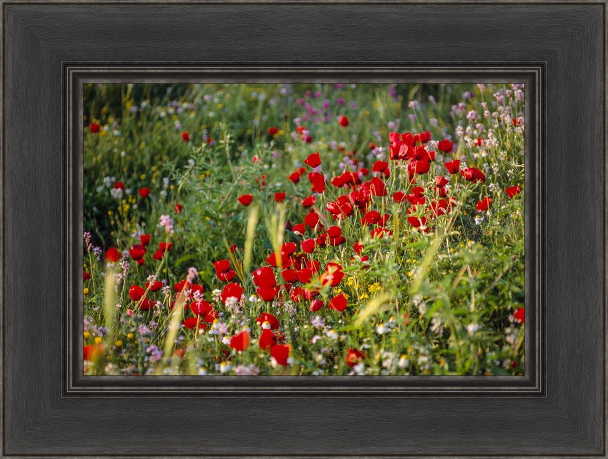 Plate 3 - Poppy Mix Judean Wilderness