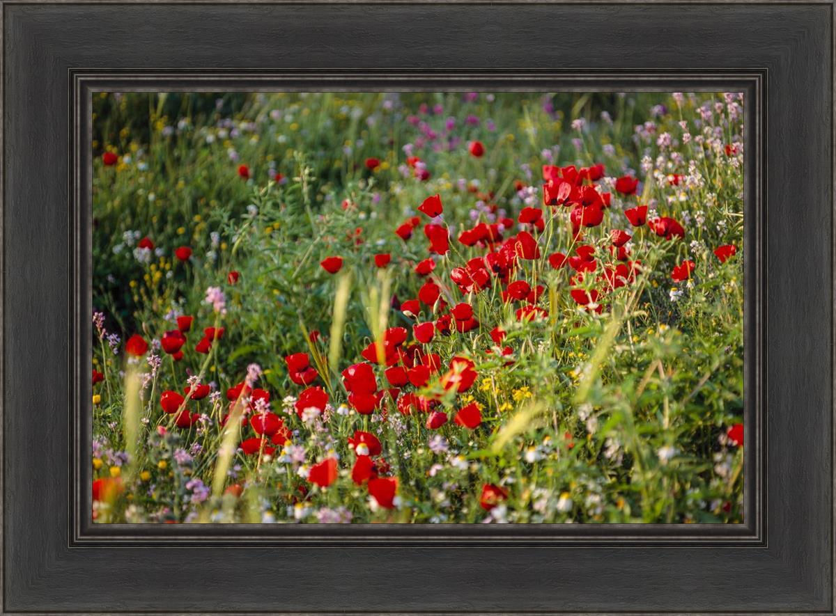 Plate 3 - Poppy Mix Judean Wilderness