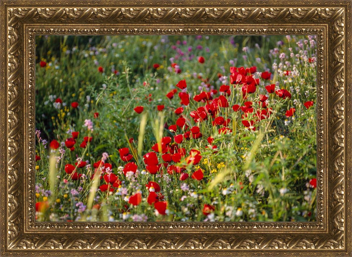 Plate 3 - Poppy Mix Judean Wilderness