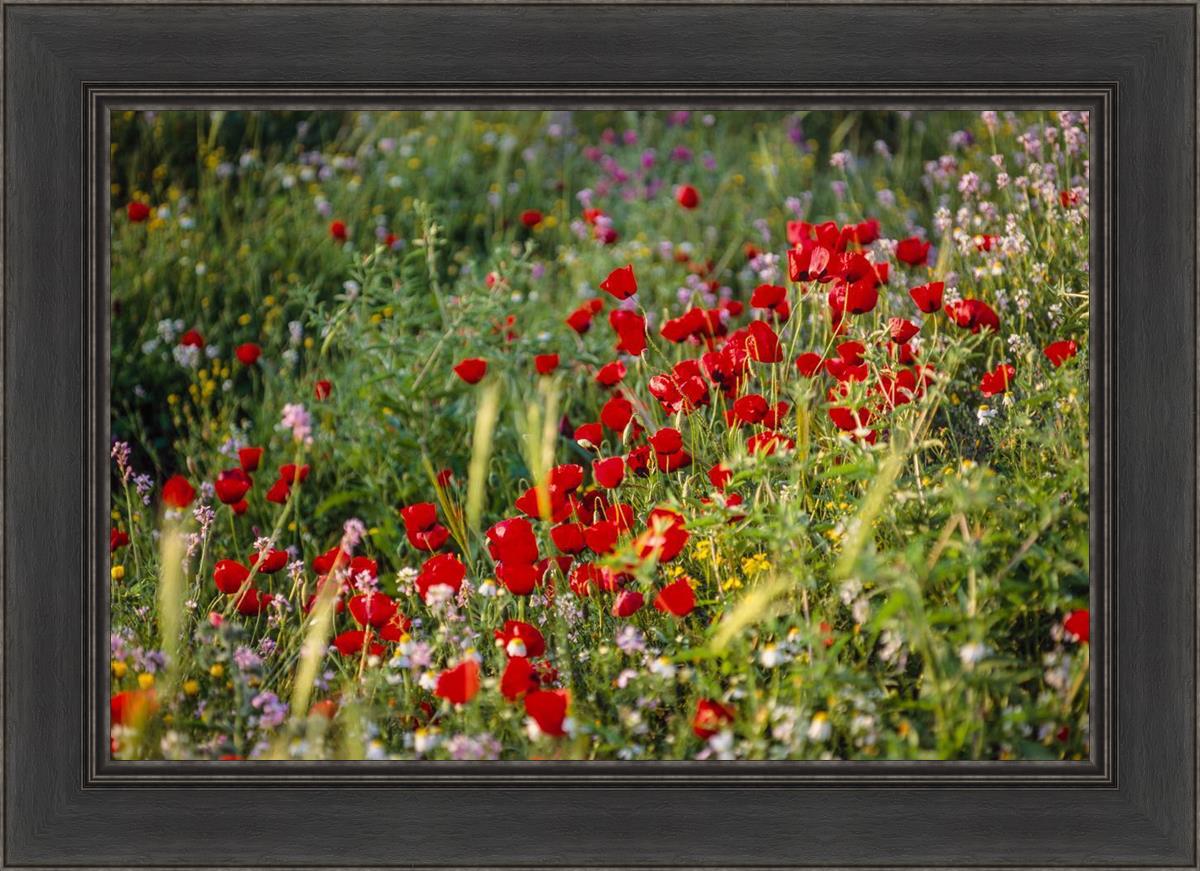 Plate 3 - Poppy Mix Judean Wilderness