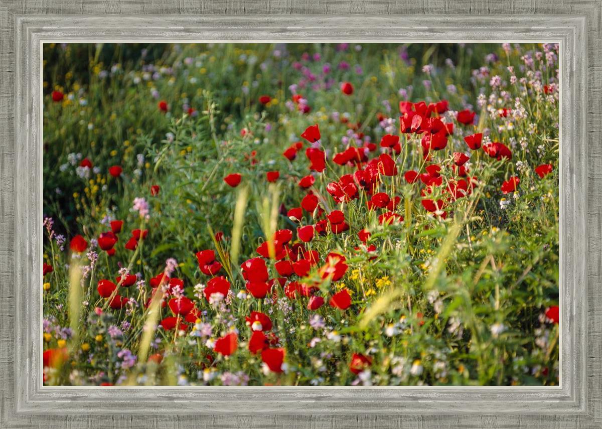 Plate 3 - Poppy Mix Judean Wilderness