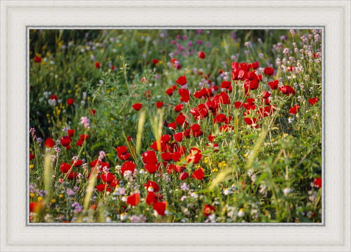 Plate 3 - Poppy Mix Judean Wilderness