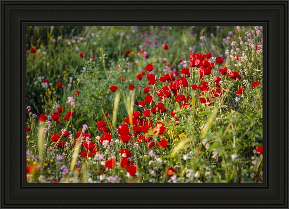 Plate 3 - Poppy Mix Judean Wilderness