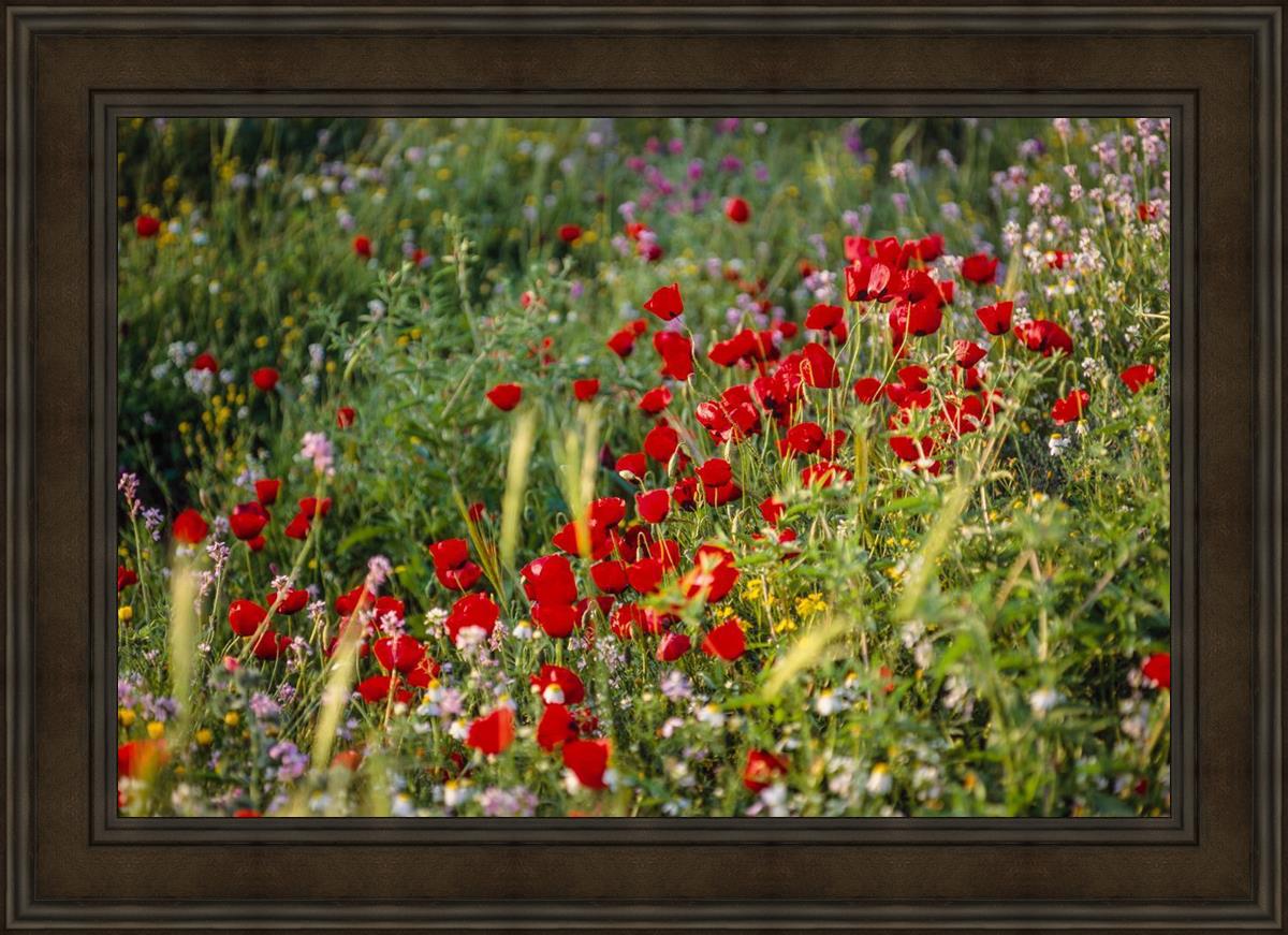 Plate 3 - Poppy Mix Judean Wilderness