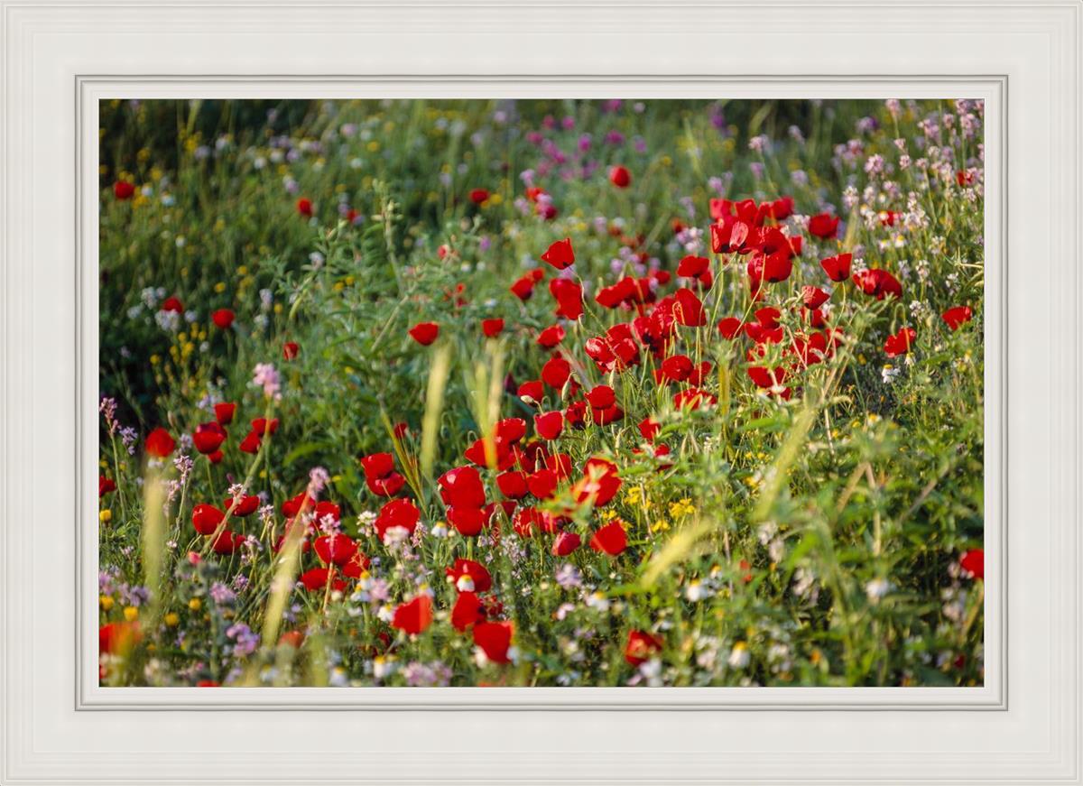 Plate 3 - Poppy Mix Judean Wilderness