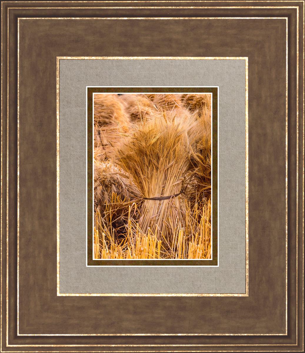 Plate 1 - Guatemala Highlands Shock of Wheat
