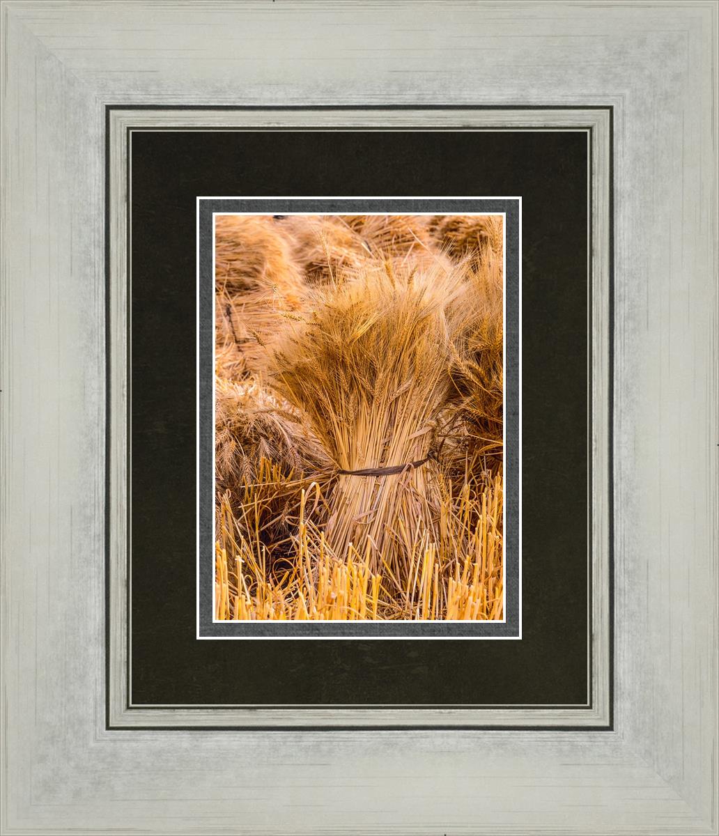 Plate 1 - Guatemala Highlands Shock of Wheat