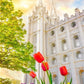 Salt Lake Spring Tulips