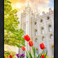 Salt Lake Spring Tulips