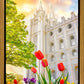 Salt Lake Spring Tulips