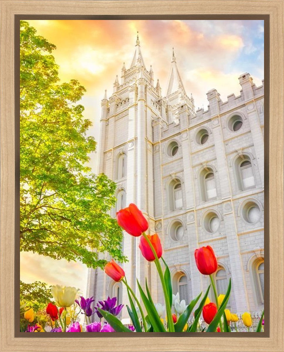 Salt Lake Spring Tulips Gallery Wrap