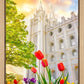 Salt Lake Spring Tulips