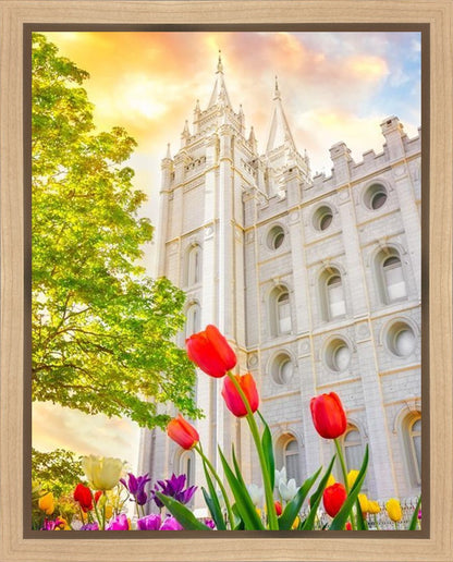 Salt Lake Spring Tulips