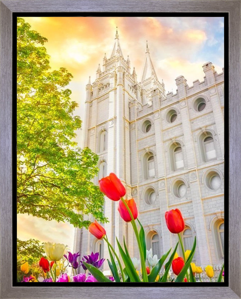 Salt Lake Spring Tulips Gallery Wrap