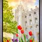 Salt Lake Spring Tulips