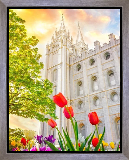 Salt Lake Spring Tulips