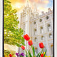 Salt Lake Spring Tulips