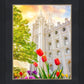 Salt Lake Spring Tulips