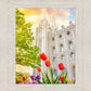 Salt Lake Spring Tulips