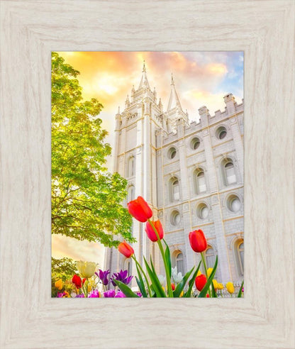 Salt Lake Spring Tulips