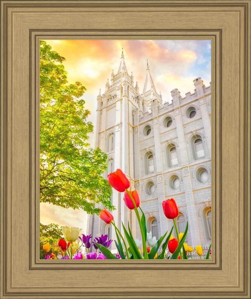 Salt Lake Spring Tulips