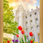 Salt Lake Spring Tulips