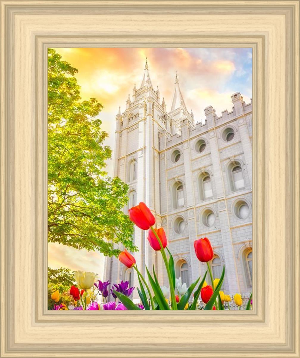 Salt Lake Spring Tulips