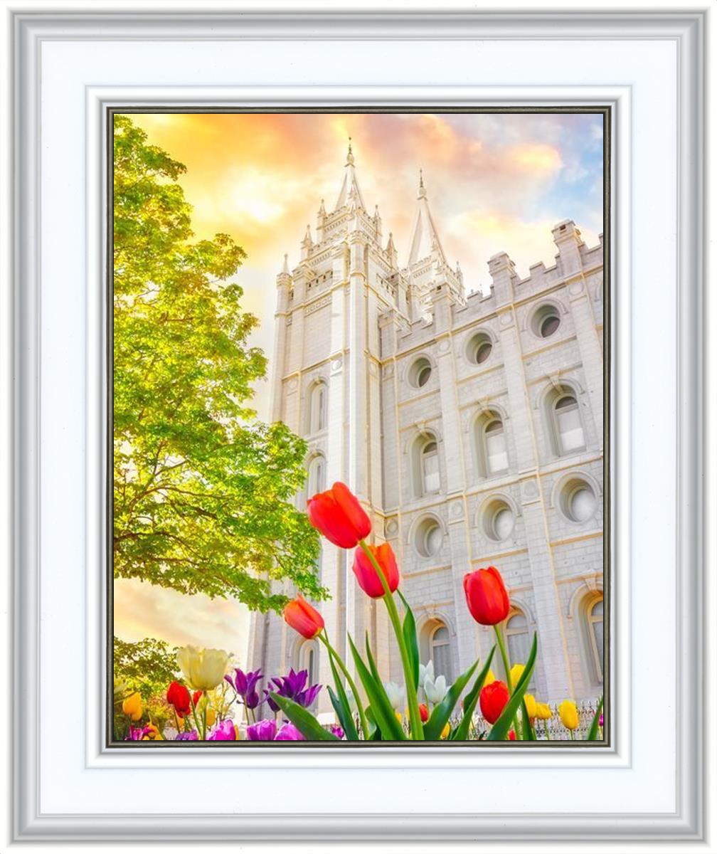 Salt Lake Spring Tulips