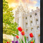 Salt Lake Spring Tulips