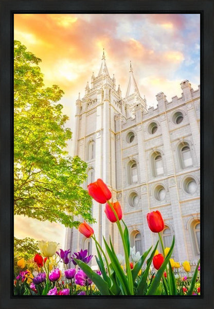 Salt Lake Spring Tulips