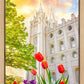 Salt Lake Spring Tulips