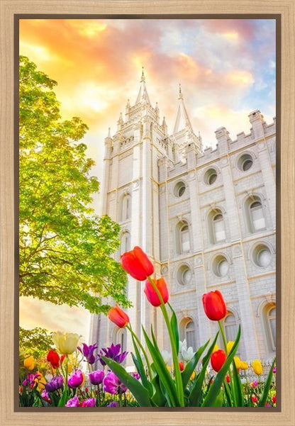 Salt Lake Spring Tulips