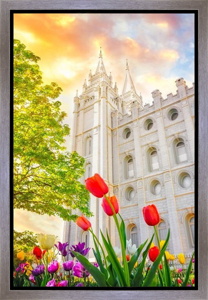 Salt Lake Spring Tulips