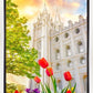 Salt Lake Spring Tulips