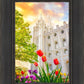 Salt Lake Spring Tulips