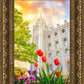 Salt Lake Spring Tulips