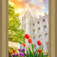 Salt Lake Spring Tulips