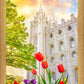 Salt Lake Spring Tulips