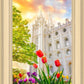 Salt Lake Spring Tulips