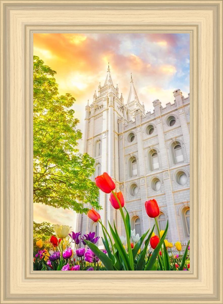 Salt Lake Spring Tulips